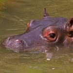 A photo of a hippopotamus.
