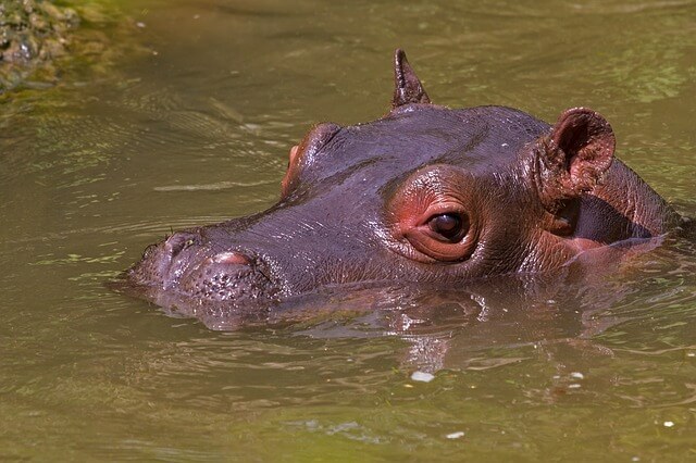 A photo of a hippopotamus.