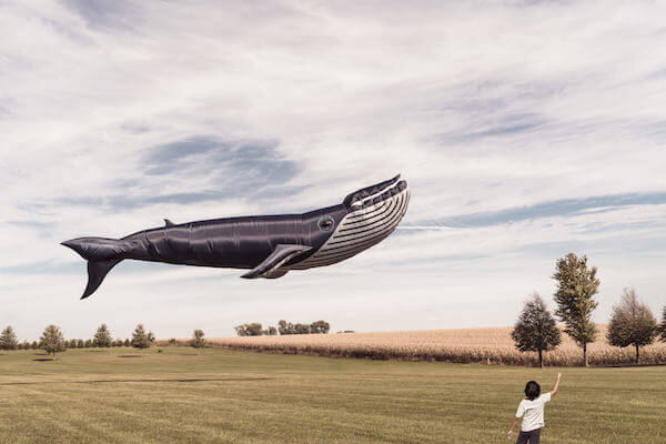 An inflatable whale kite