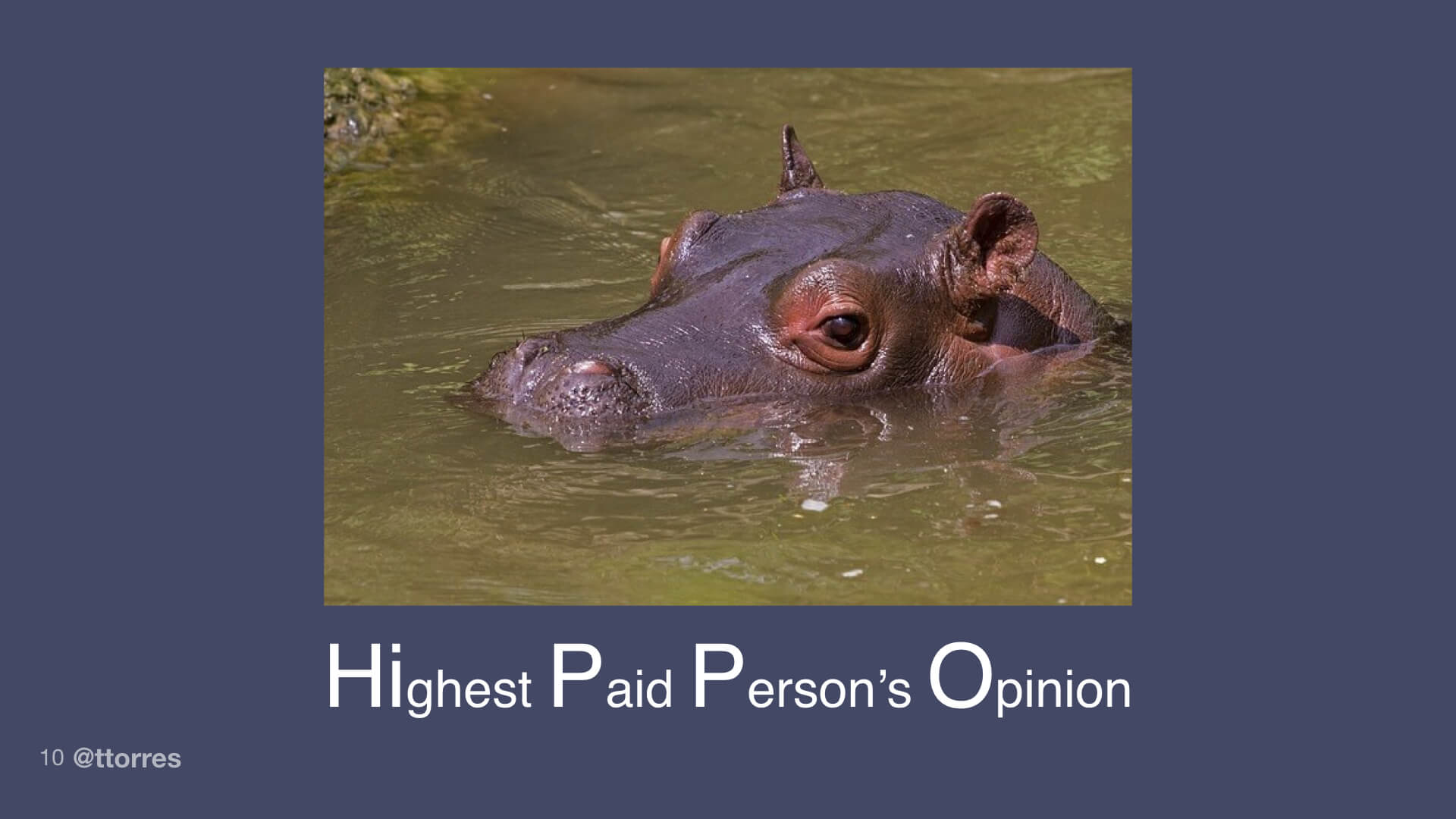 A photograph of a hippo with the text "Highest Paid Person's Opinion" below it.
