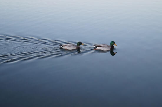 Two ducks swimming in the water. One is closely following the other.