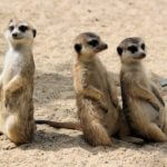 A group of three meerkats standing in the sand looking around.