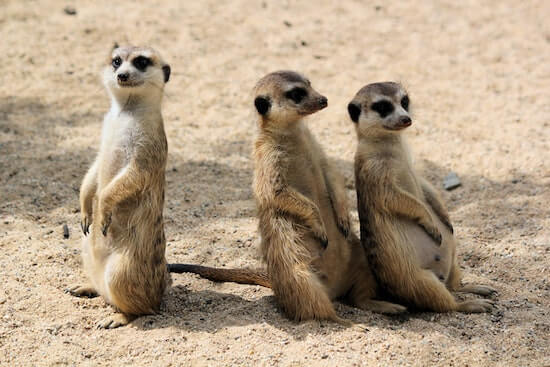 A group of three meerkats standing in the sand looking around.