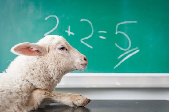 A small sheep in front of a chalkboard that has the equation "2+2=5" written on it.