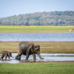 A photograph of a baby elephant standing behind a full-grown elephant.