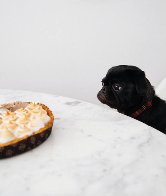 A photograph of a pug looking longingly at a meringue pie on a table.