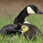 A photograph of a mother goose who has a baby chick tucked under her wing.