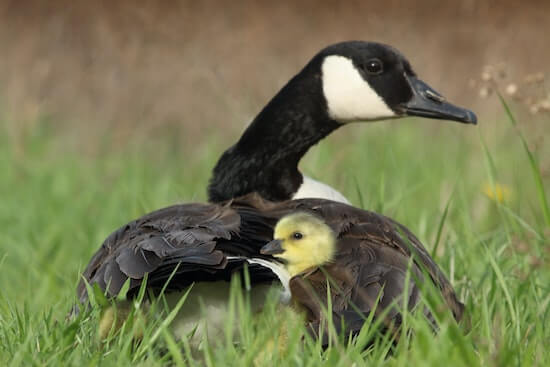 A photograph of a mother goose who has a baby chick tucked under her wing.