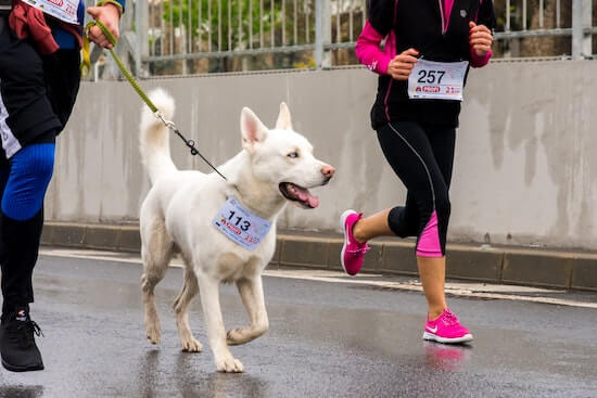 A photo of a few people and a dog running in a marathon. Each participant has a number affixed to them.